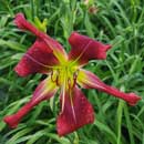 Heavenly Cupid Daylily